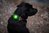 ORBILOC LED-Sicherheitsleuchte Dog Dual™ Safety Light | Green