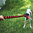 KONG® Hundespielzeug Signature Rope Dual Knot