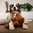 D&D HOME Hundespielzeug Ameisenbär Liz Teddy | Braun